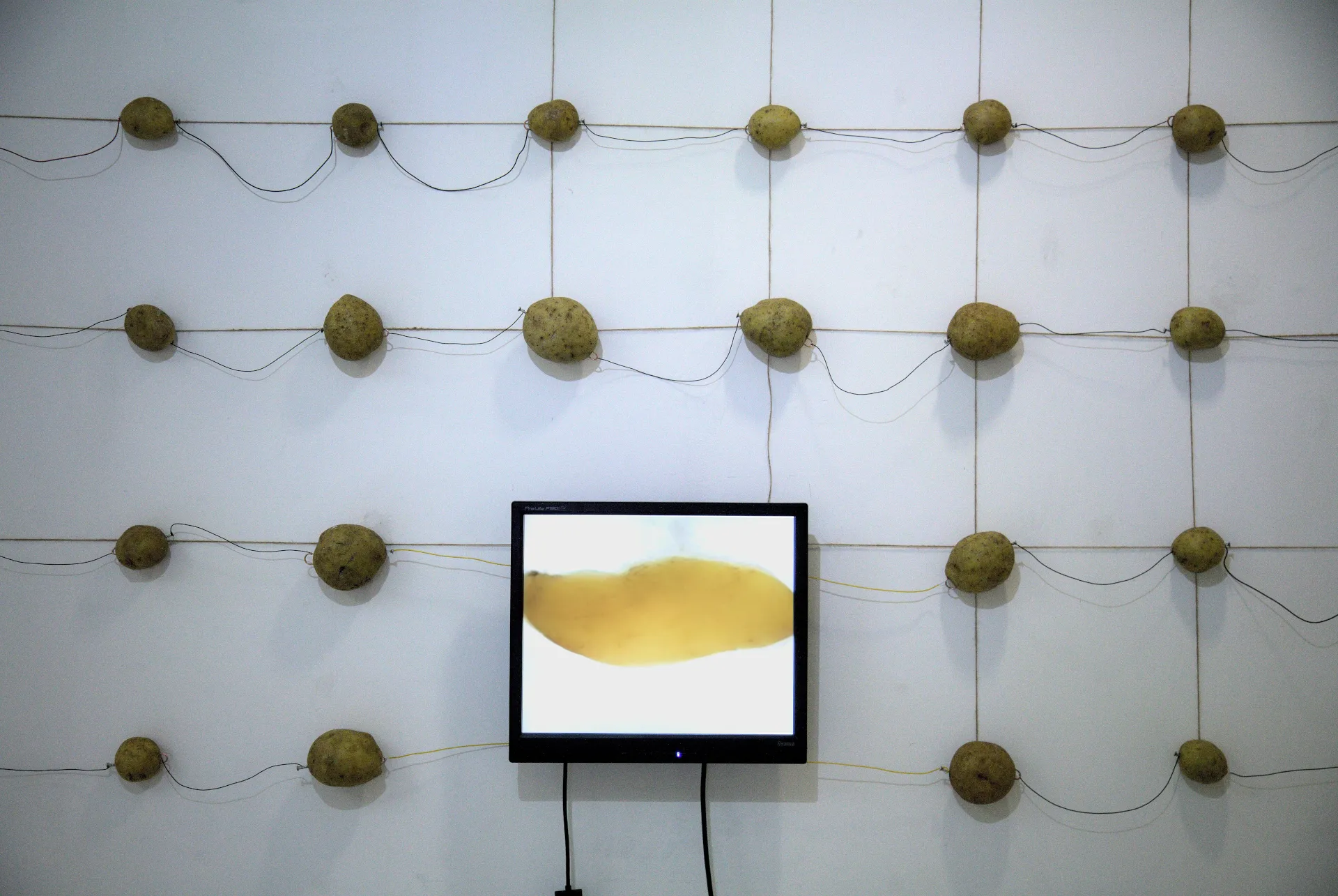 i potato self-portrait (2026) installation view of a wall of potatoes wired into a battery array by Nikos Antonio Kourous Vázquez