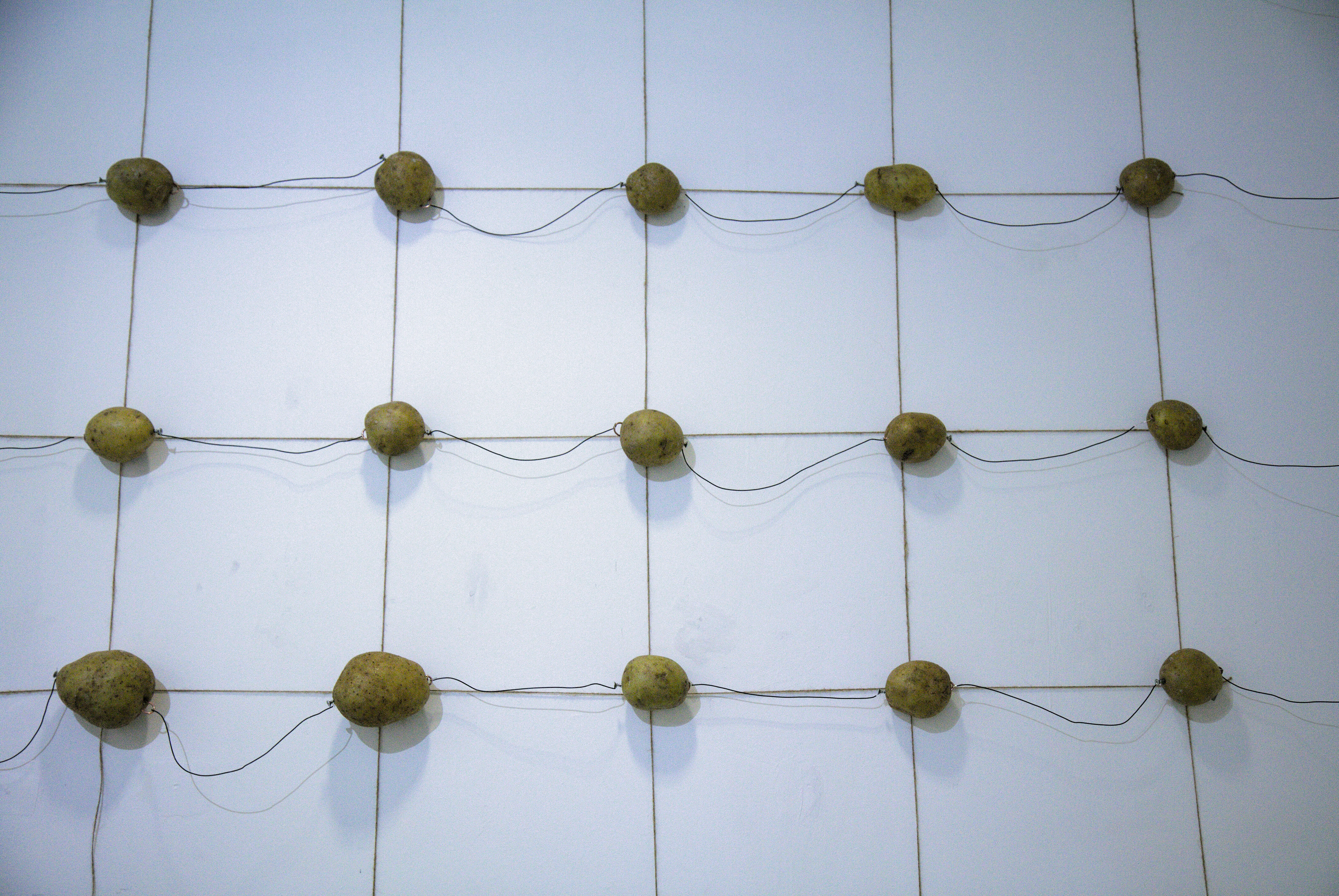 The wrinkled and limp physical potatoes at the end of the three week installation, i potato self-portrait (2026) by Nikos Antonio Kourous Vázquez